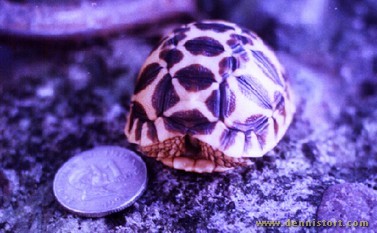 star tortoise